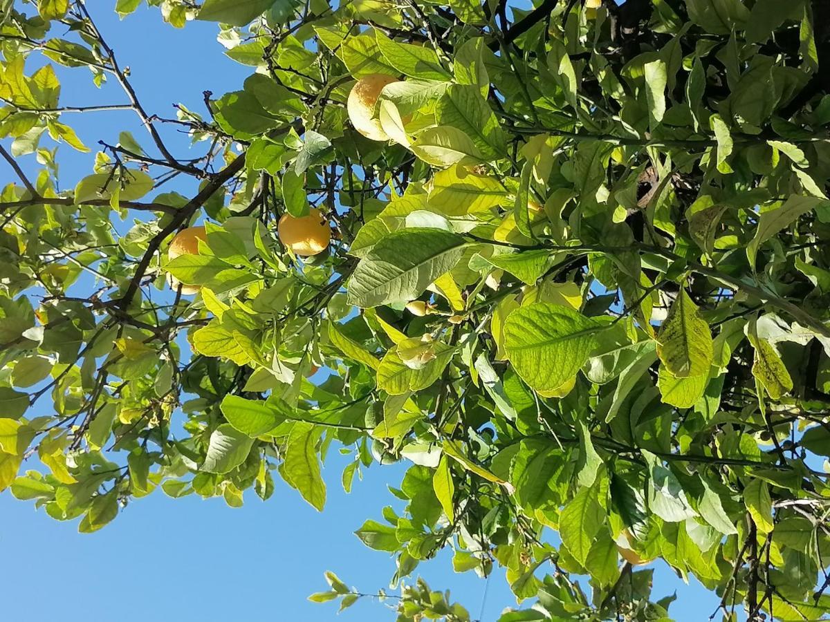 卡莱维斯Lemon Tree House别墅 外观 照片